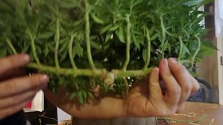 Dirt Man Dans Micro Grow V2.0 Episode 10 day 52 flower Harvest Day Day 52 of flower. The day we have all been waiting for. Harvest Day.