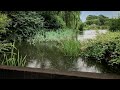 Raindrops on the Glastonbury Abbey Pond | Relaxing Rain Sounds on Water | Sleeping & Stress Relief