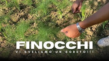 Vi sveliamo un segreto sui finocchi