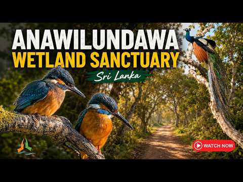 Anawilundawa Wetland Sanctuary | Sri Lanka’s Ramsar Bird Paradise & Hidden Nature Reserve