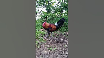 Gà rừng tơ gáy cực phê. qiab qus qua zoo