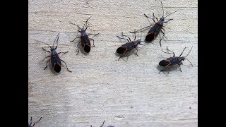 How To Get Rid of Box Elder Bugs: Does This Work?