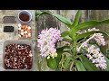 Làm phân cho hoa lan từ vỏ trứng | How to make an eggshell fertilizer for orchids