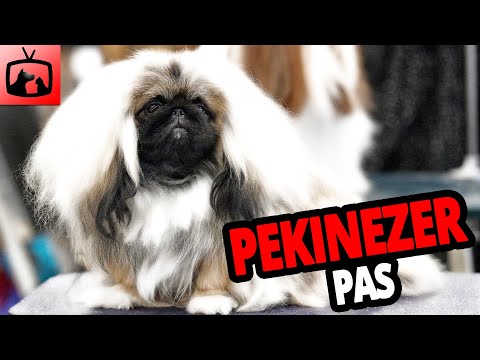 Video: Kako Trenirati Pekinezera