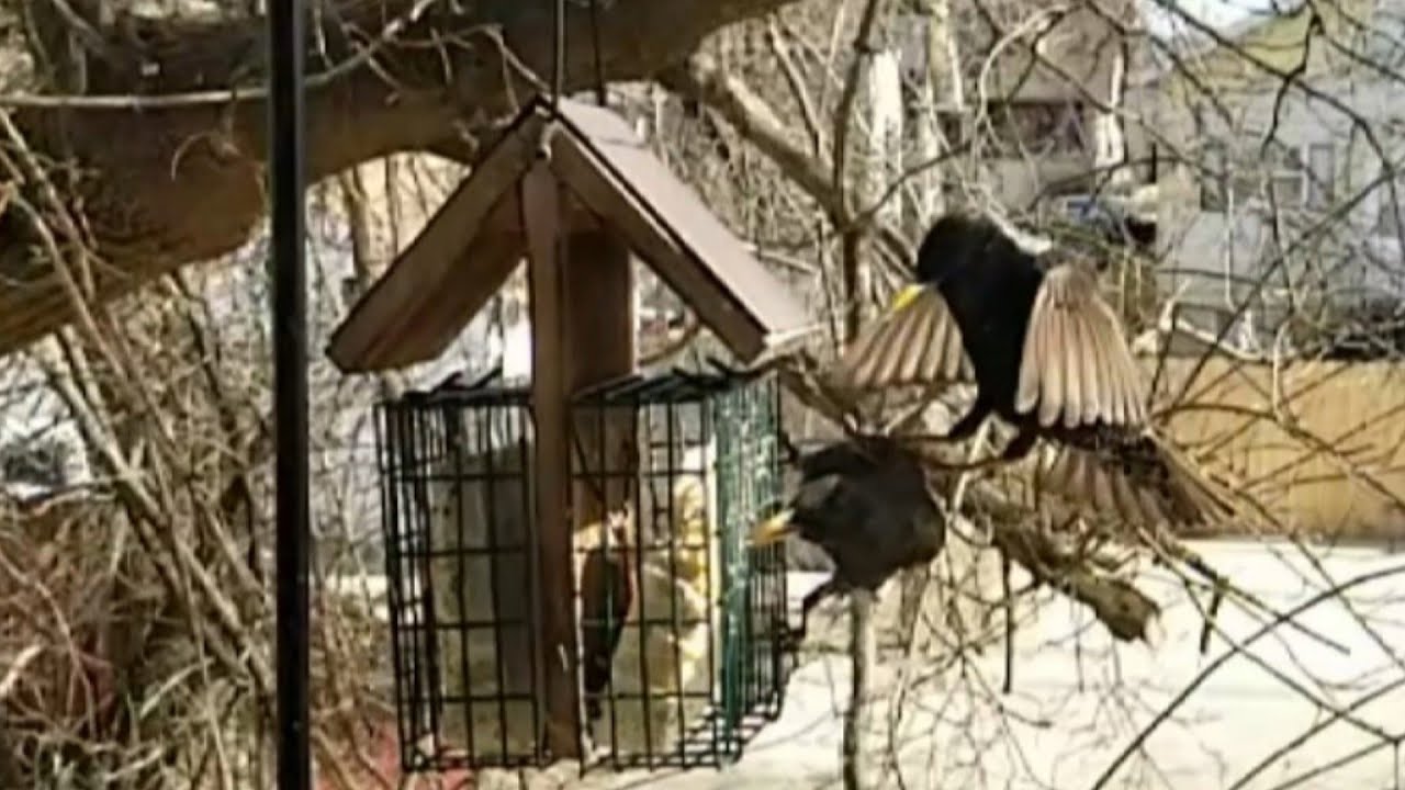 Slow Motion Birds - 03 - YouTube