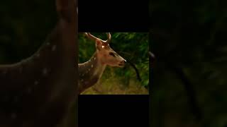 Royal Bengal tiger hunting dear #animalworld #nature #wildlife #animals #shorts