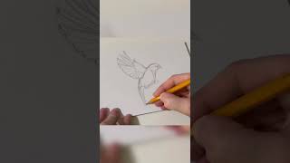 How to draw a bird. How to draw wings. Sketching