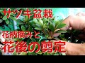 サツキ盆栽　花柄摘みと花後の剪定