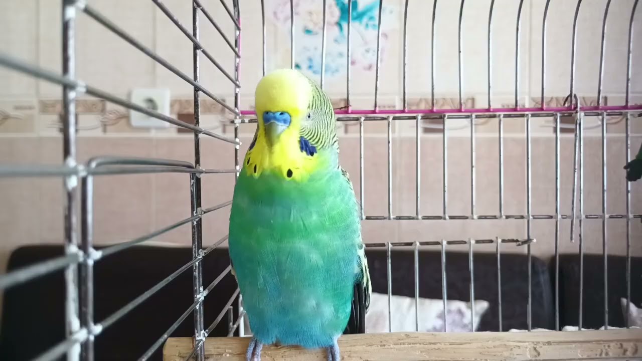 Onunla Daha Yakın Olun! 🐦💖 Ötme sesi , Muhabbet kuşu sesi ,çağırma sesi