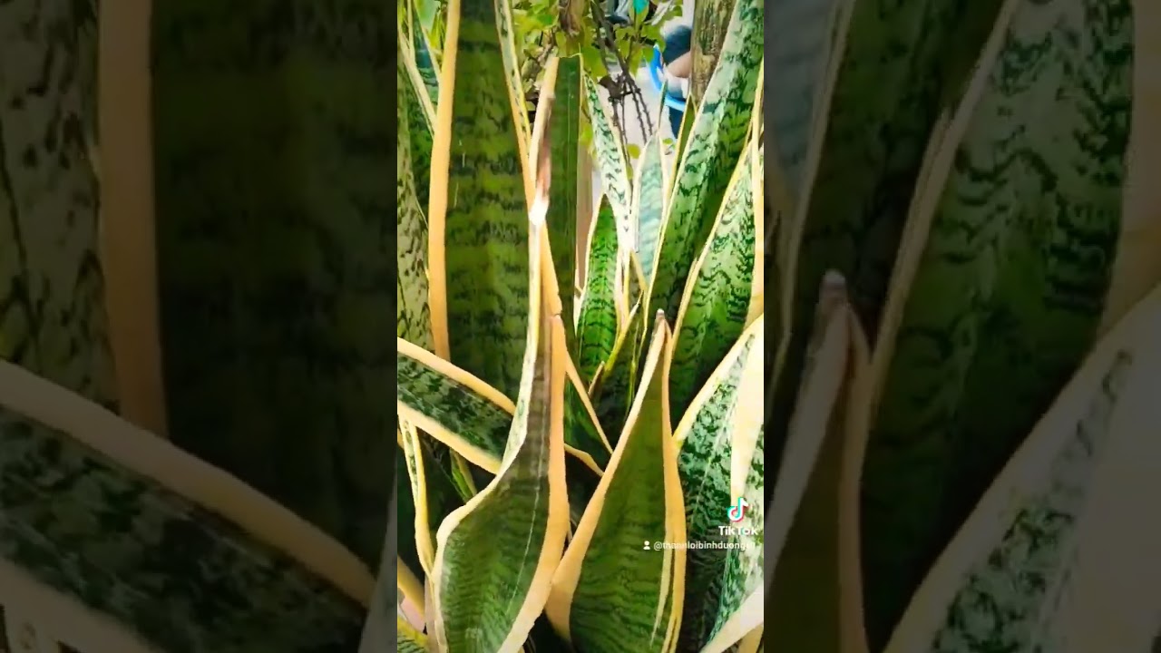 virgin casino promo code chia sẻ bài thuốc hay về cây lưỡi hổ. loilethanh shortvideo youtuber ,cayluoihophongthuy.