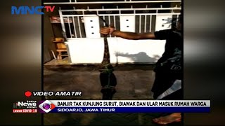 Banjir Tak Kunjung Surut, Biawak dan Ular Masuk Rumah Warga Sidoarjo - LIM 18/02