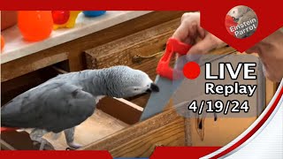 Einstein Parrot FB Live Replay 4/19/24 by Einstein Parrot 1,521 views 13 days ago 38 minutes