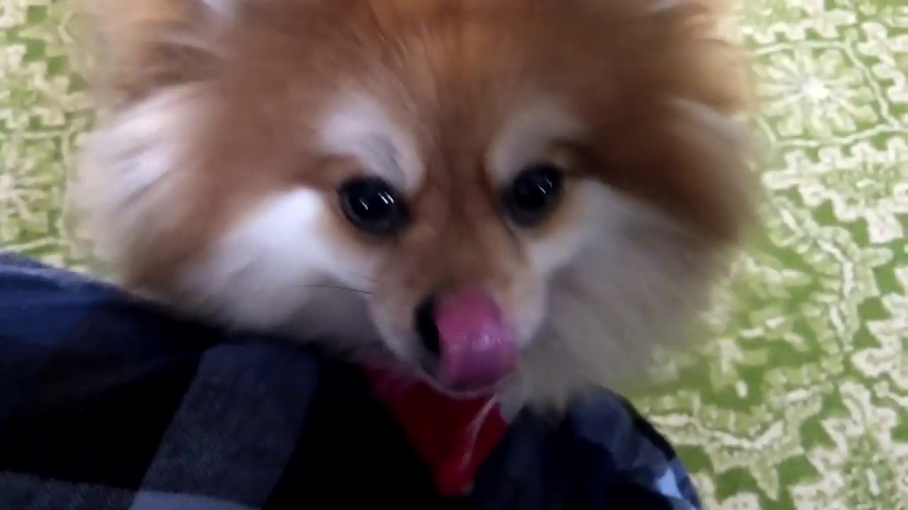 ANGRY Pomeranian - YouTube
