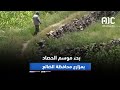 تقرير بدء موسم الحصاد بمزارع محافظة الضالع تقرير بدء موسم الحصاد بمزارع محافظة الضالع