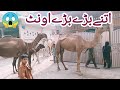 Itny bary bary onth 😱😬 (camel)  Tasty Camel Milk ,Pakistani vlog