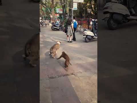 Monkey vs dog fight..#monkey #dog #monkeyvsdog #viralshorts #trending