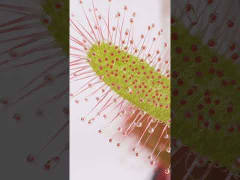 Video: Dăunătorii plantelor ulcioare - Cum să scapi de gândaci de pe plantele carnivore