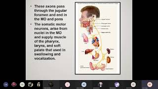 CRANIAL NERVE:VAGUS NERVE,ACCESSORY NERVE & HYPOGLOSSAL NERVE | Metro College of Nursing screenshot 1