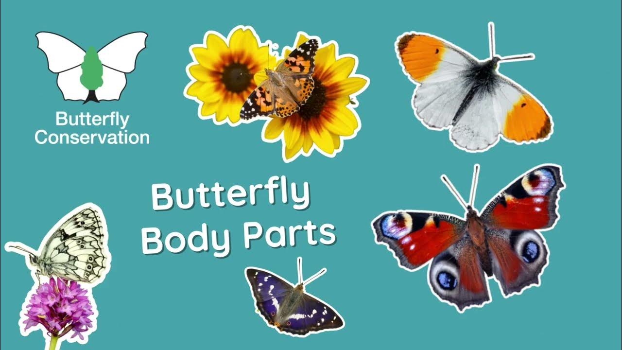 Butterfly Body Parts YouTube