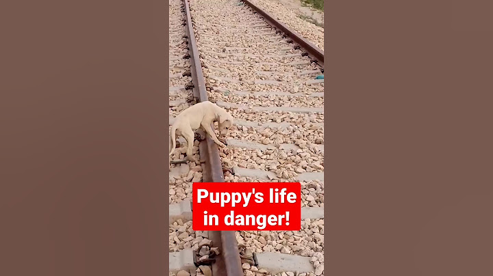 Oh my God! Train🚆is running over the Puppy😳 #puppy #dog#youtubeshorts #viral|@earthcreatures-1813