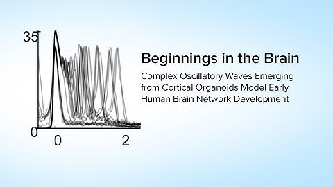 Beginnings in the Brain: Complex Waves from Cortical Organoids Model Early Human Brain Development