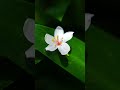 এক টুকরো সতেজতা, এক চিলতে শান্তি। 🪴৪. ঘরের কোণে প্রকৃতির মায়া। পিস লিলি লাভার্স কোথায়? 🙋♂️ #viral