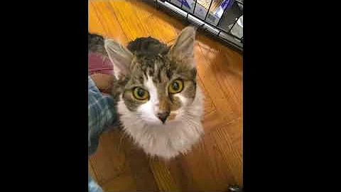 Video of adoptable pet named Leo