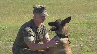 Military Dog Kennels In San Diego Open Doors After Inspector Generals Critical Report
