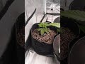 Final weights and veg room update