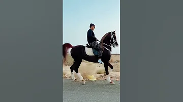 خيل عربي اصيل رقص خيل بطريقه جميله انظر الى تركيز الفارس ماشاءالله Shorts Arabian Horse Horse 