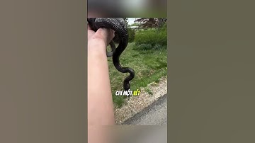 Cứu một con rắn nằm trên đường và cái kết...#daochieu #shorts