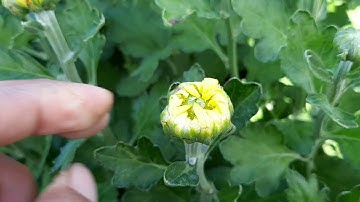 Bông cúc đại đóa tết 2022(11/12âl)bông đang giai đoạn xé nụ#ToanNguyen#0933760844