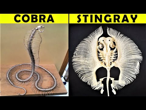 20 Fascinating Animal Skeletons That You Will Not Believe Are Real!