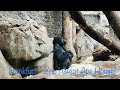 Germany | Frankfurt - Zoo | Great Ape House 🦍😍 #zoo #frankfurt #animals #ape #peace