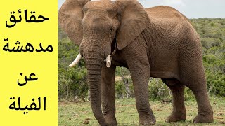 معلومات عن الفيل ( معلومات مدهشة لا تعرفها من قبل)