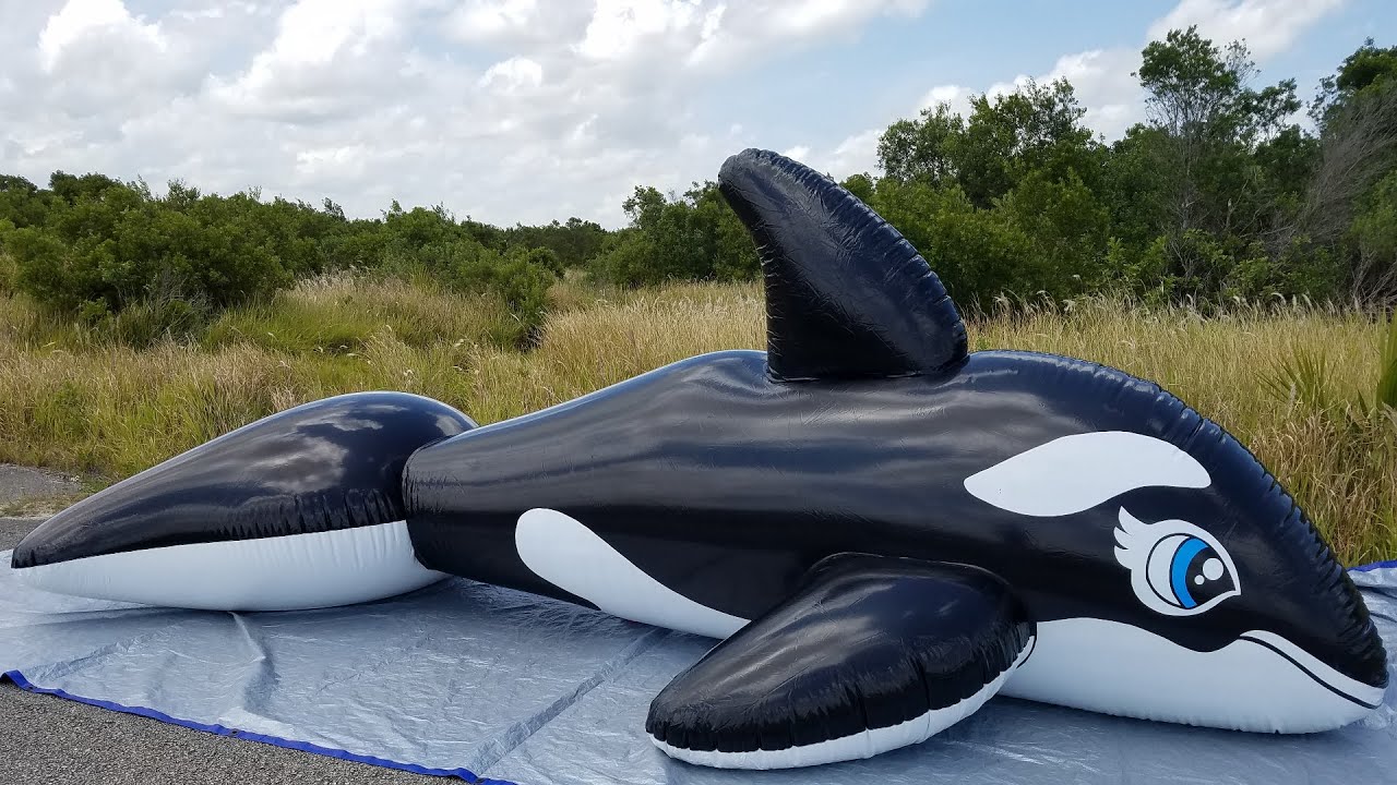 Фото переводчик кита. SPH Inflatable Black Whale 5 м. Кит Intex 57530. Надувная игрушка Intex акула 56567. Надувная Касатка Intex.