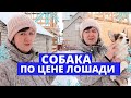 СТРОЙКУ БРОСИЛИ. ХОЗЯЙСТВО ПРОДАЛИ. МУЖ не ПОНЯТНО ГДЕ!!!