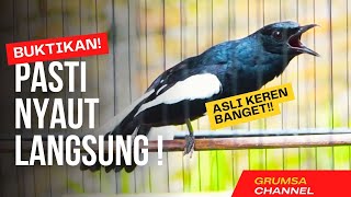 SUARA BURUNG Kacer Gacor Isian Mewah! Roll Speed Rapat Buat pancingan Kacer Lain Auto Respon ❗️