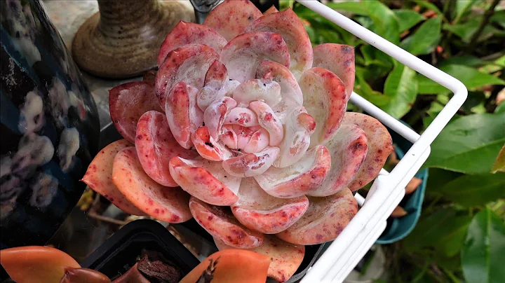 Pachyphytum Oviferum, Echeveria Icy Green & Monroe...