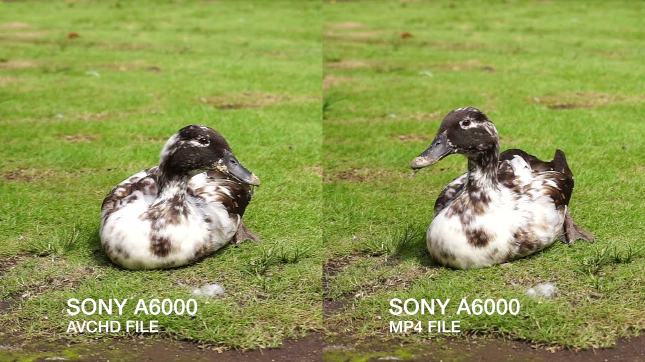 Sony A6000 - AVCHD Vs MP4 Video Comparison - YouTube