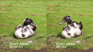 Sony A6000 - AVCHD Vs MP4 Video Comparison Sony A6000 - AVCHD Vs MP4 Video Comparison