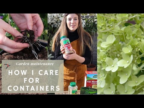 Videó: Container Grown Five Spot Care: Növelhetsz-e babakék szemet egy edényben