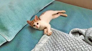 하수구에서 구조한 아기길냥이에게 이틀만에 자리 뺏기는 집사 rescued kitten by 캡틴모모 captain momo 1,029 views 3 years ago 2 minutes, 58 seconds