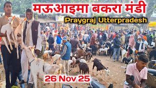 मऊआइमा बकरा मंडी |26 Nov 25 |Mauaima bakra mandi Praygraj up live Update 