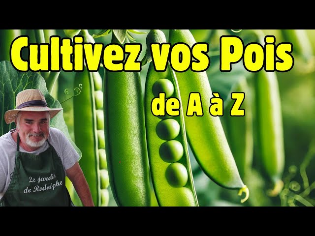 Découvrez comment cultiver des pois grimpants comme un pro et récoltez des résultats époustouflants !
