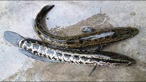 Có nuôi được cá chuối vào mua đông không và khi nuôi cá chuôi cần lưu ý những gì?