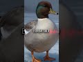 Ducks Sleep on Frozen Ice in -40° Weather - Here's How They Survive