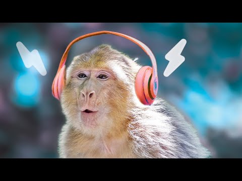 monkey listening to music rap｜TikTok Search