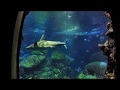 5 Minute Tennessee Aquarium
