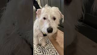 Let Me Raise A Toast Hangin With Sammy